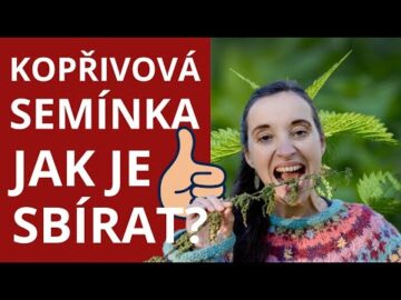 Jak NASB&Iacute;RAT a ZPRACOVAT Kopřivov&aacute; Sem&iacute;nka: Superpotravina pro Va&scaron;e Zdrav&iacute;! | S&iacute;la pro život